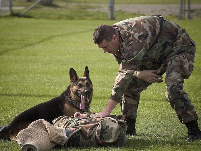 Кинологи требуются для подготовки собак на военной службе, в системе ГУФСИН, в полиции, в частных охранных агентствах